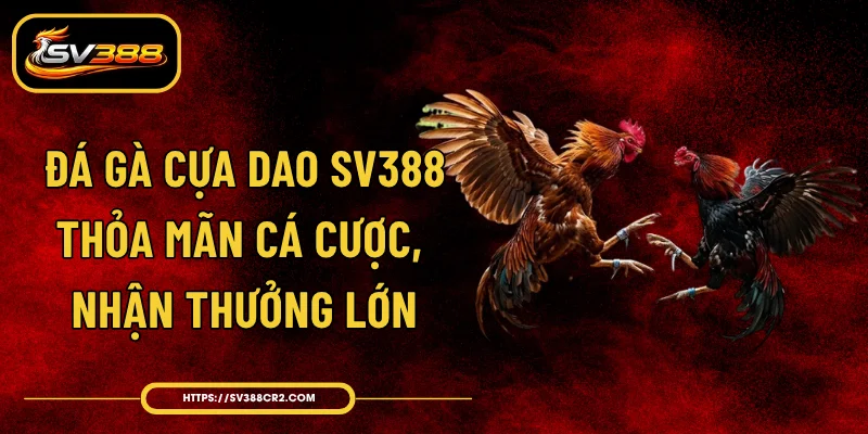 Đá Gà Cựa Dao SV388 - Thỏa Mãn Cá Cược, Nhận Thưởng Lớn 1 Đá Gà Cựa Dao SV388 - Thỏa Mãn Cá Cược, Nhận Thưởng Lớn