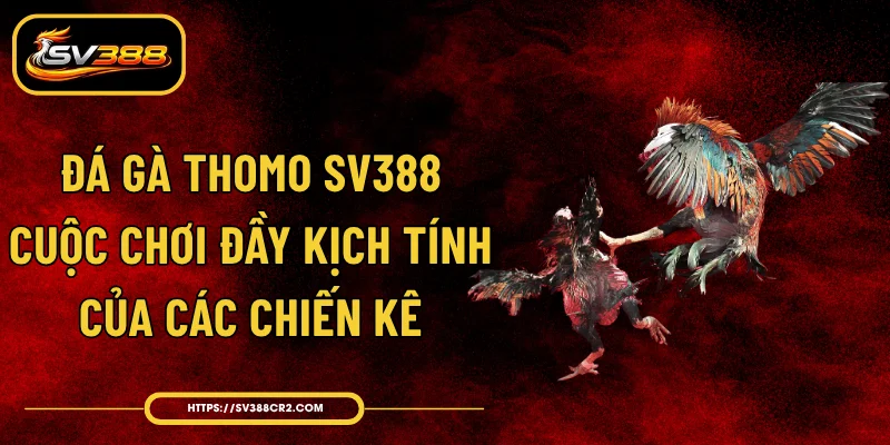 Đá Gà Thomo SV388 - Cuộc Chơi Đầy Kịch Tính Của Các Chiến Kê 1 Đá Gà Thomo SV388 - Cuộc Chơi Đầy Kịch Tính Của Các Chiến Kê
