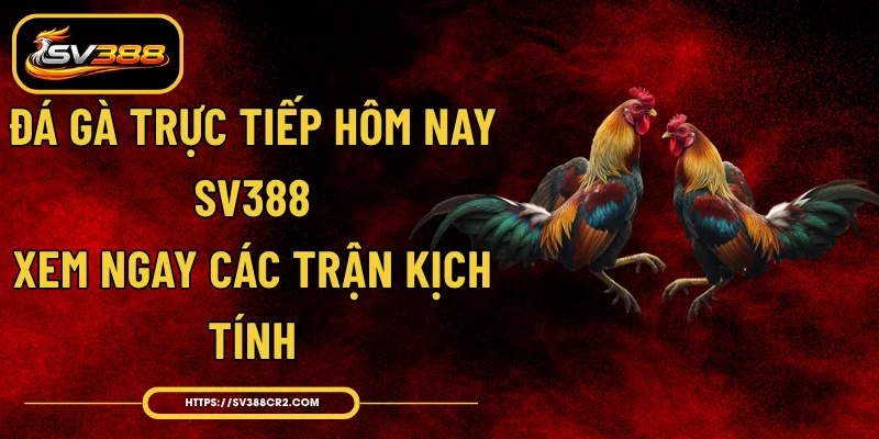 Đá Gà Trực Tiếp Hôm Nay SV388 - Xem Ngay Các Trận Kịch Tính