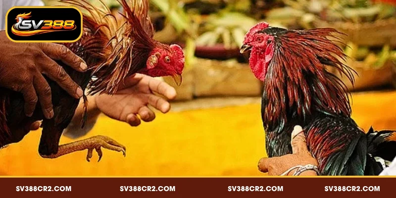 Giới thiệu về tỷ lệ kèo đá gà SV388
