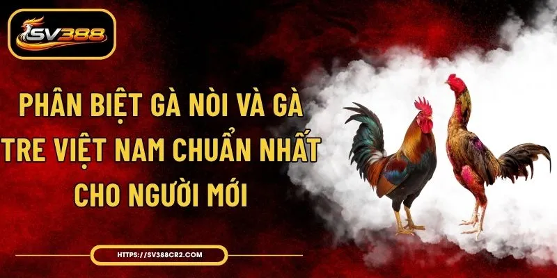 Phân Biệt Gà Nòi Và Gà Tre Việt Nam Chuẩn Nhất Cho Người Mới