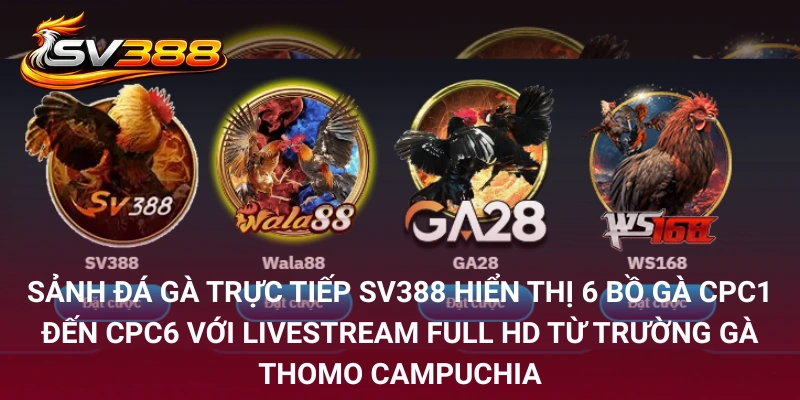 Câu Hỏi Thường Gặp SV388 – Giải Đáp Thực Tế Từ Kê Thủ 4 Sảnh đá gà trực tiếp SV388 hiển thị 6 bồ gà CPC1 đến CPC6 với livestream Full HD từ trường gà Thomo Campuchia
